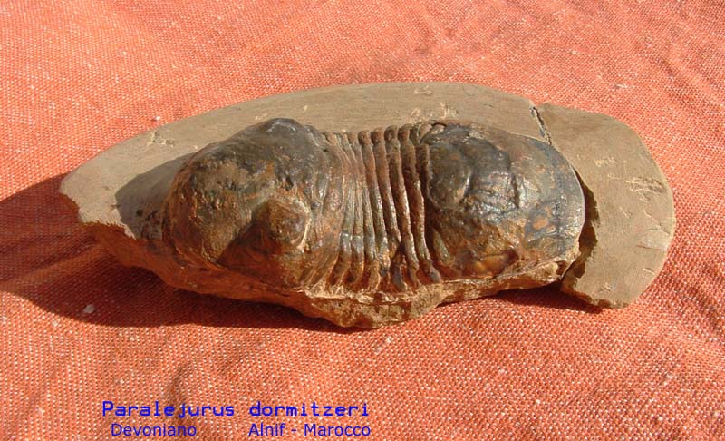 Fossili